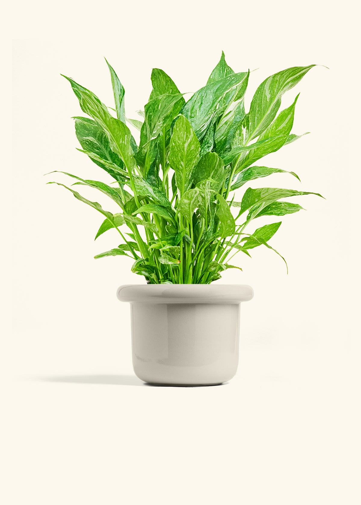 Variegated Peace Lily in a 6 inches Fat Lip Oat Planter 