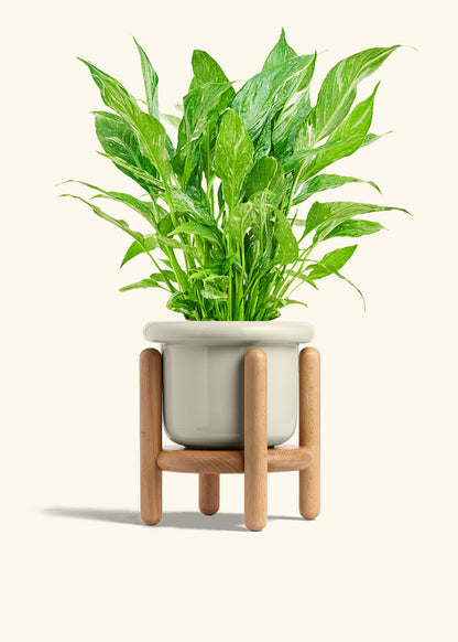 Variegated Peace Lily in a 6 inches Fat Lip Oat Planter in a Beech Wood Stand