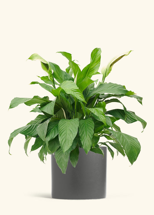 Peace Lily in a 10 inches Charcoal Classic Cylinder Planter 