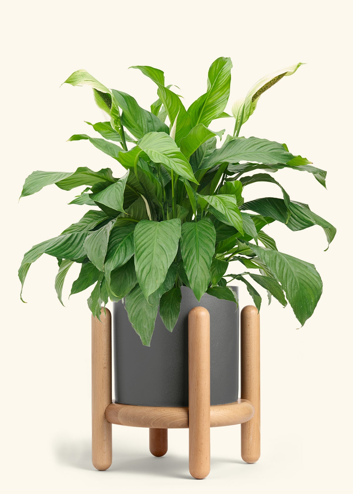 Peace Lily in a 10 inches Charcoal Classic Cylinder Planter in a Beech Wood Stand