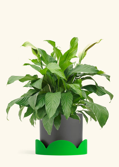 Peace Lily in a 10 inches Charcoal Classic Cylinder Planter in a Shamrock Petal Drip Tray