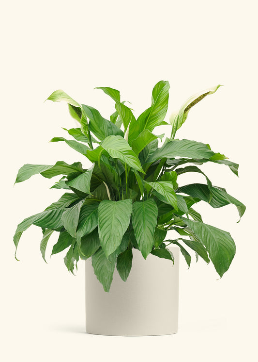 Peace Lily in a 10 inches Oat Classic Cylinder Planter 