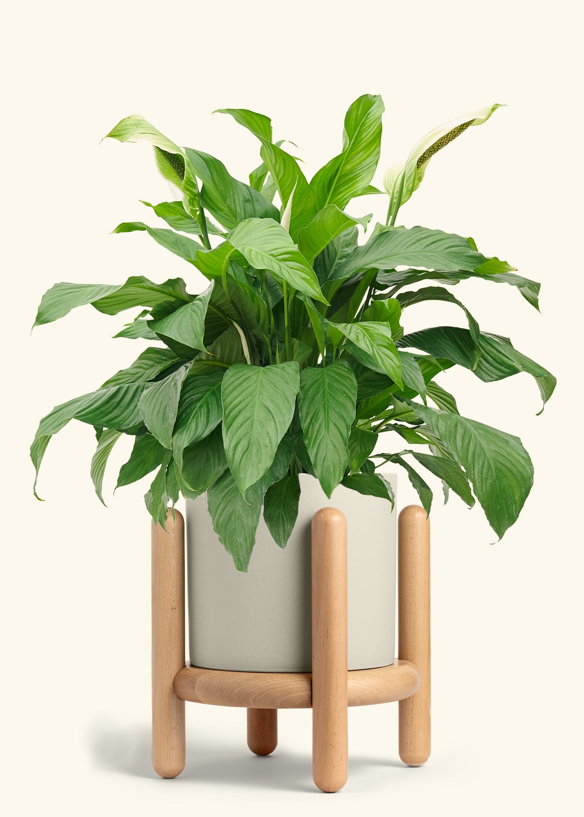 Peace Lily in a 10 inches Oat Classic Cylinder Planter in a Beech Wood Stand