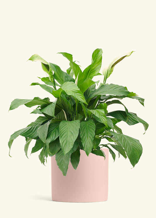 Peace Lily in a 10 inches Pink Classic Cylinder Planter 