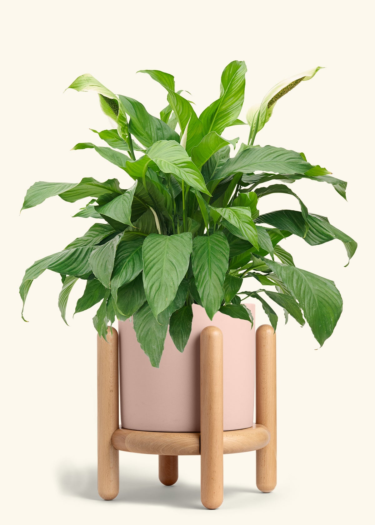 Peace Lily in a 10 inches Pink Classic Cylinder Planter in a Beech Wood Stand