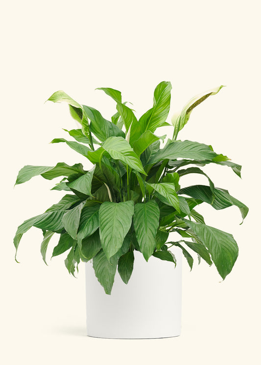 Peace Lily in a 10 inches White Classic Cylinder Planter 