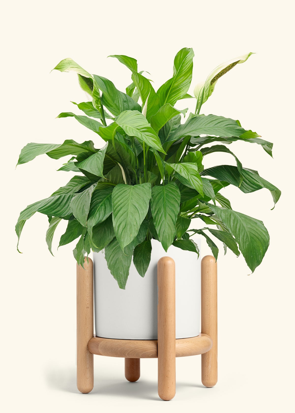 Peace Lily in a 10 inches White Classic Cylinder Planter in a Beech Wood Stand