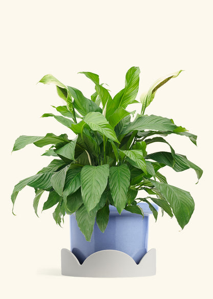 Peace Lily in a 10 inches Fat Lip Blue Planter in a Oat Petal Drip Tray