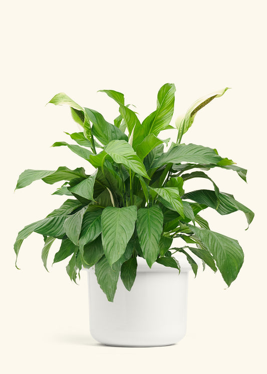 Peace Lily in a 10 inches Fat Lip White Planter 