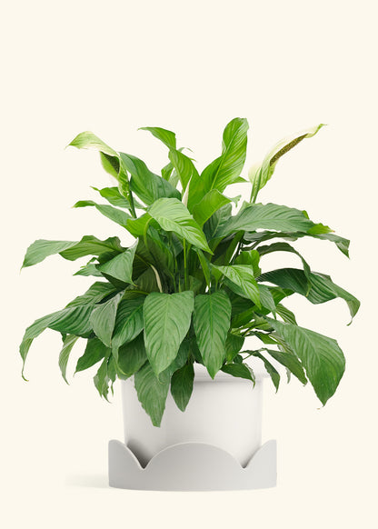 Peace Lily in a 10 inches Fat Lip White Planter in a Oat Petal Drip Tray