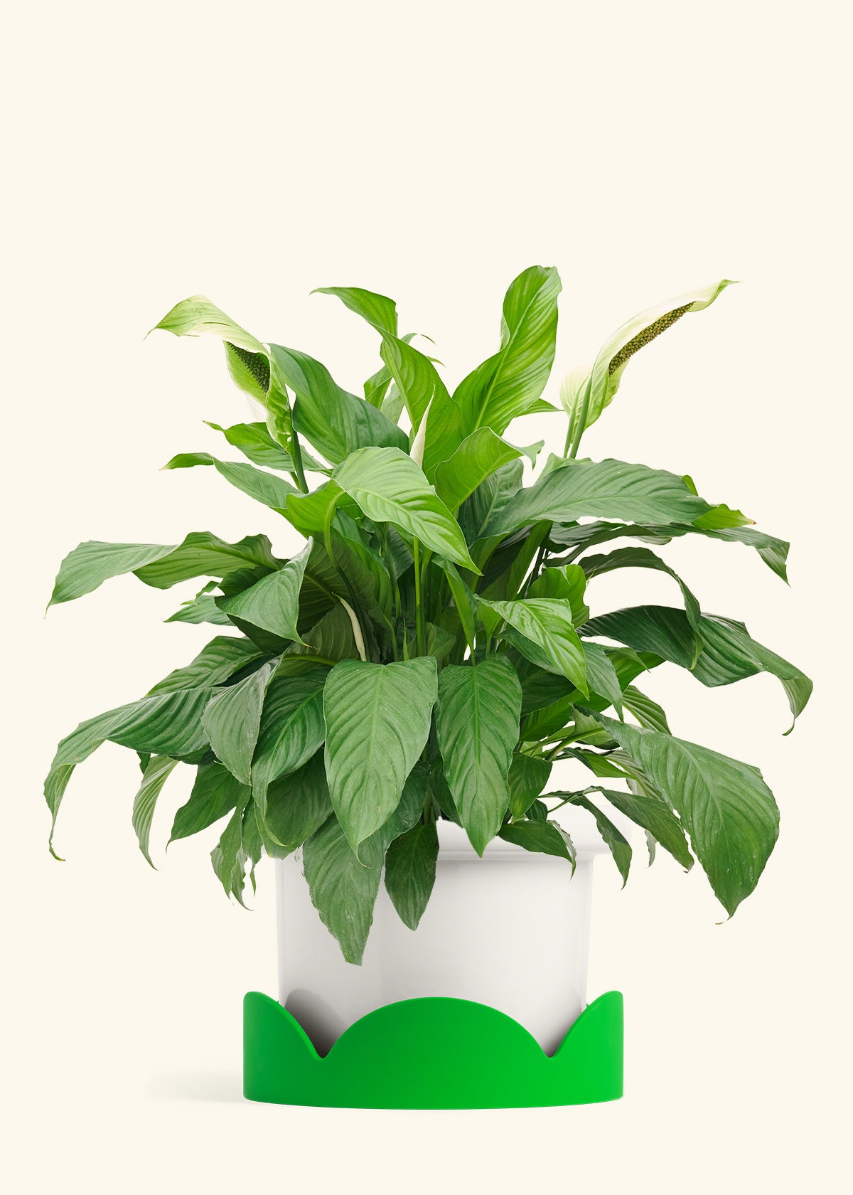 Classic Planter Tray Combo, Polar White