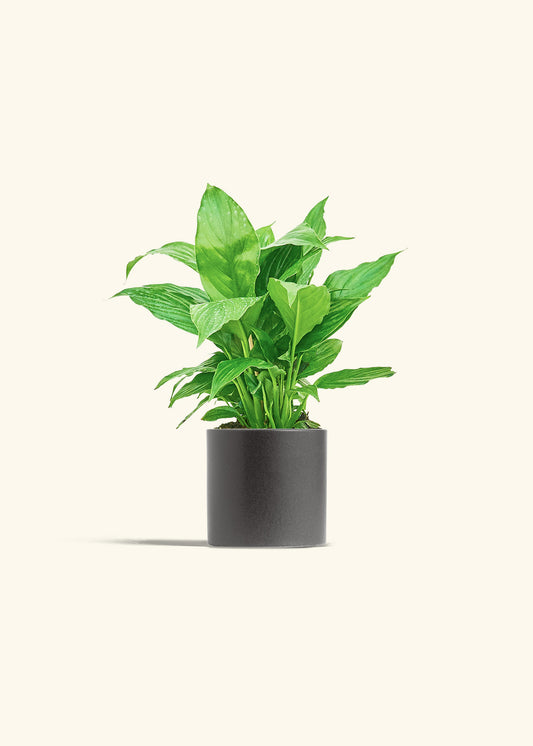 Spath Peace Lily in a 4 inches Charcoal Classic Cylinder Planter 