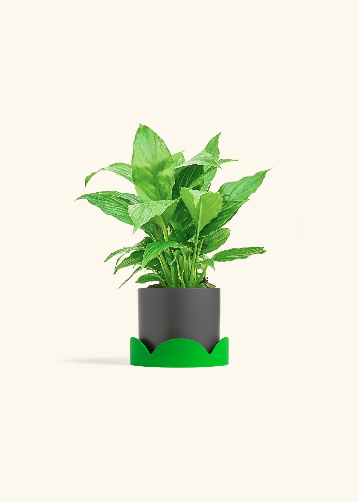 Spath Peace Lily in a 4 inches Charcoal Classic Cylinder Planter in a Shamrock Petal Drip Tray