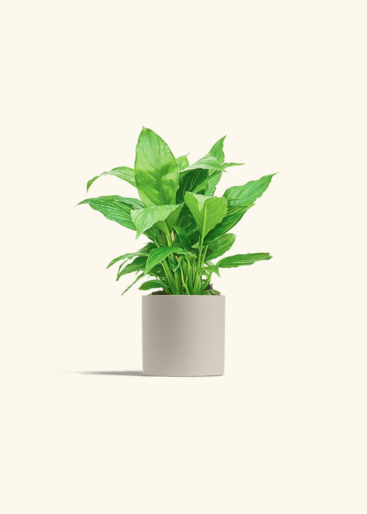 Spath Peace Lily in a 4 inches Oat Classic Cylinder Planter 