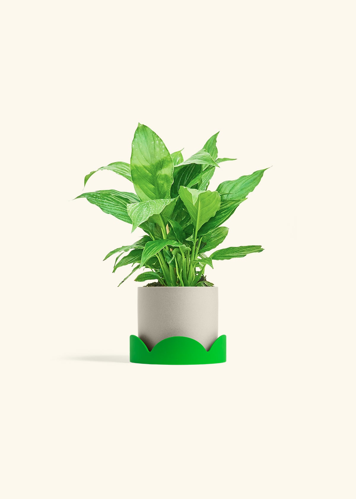 Spath Peace Lily in a 4 inches Oat Classic Cylinder Planter in a Shamrock Petal Drip Tray
