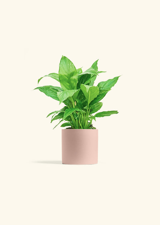 Spath Peace Lily in a 4 inches Pink Classic Cylinder Planter 