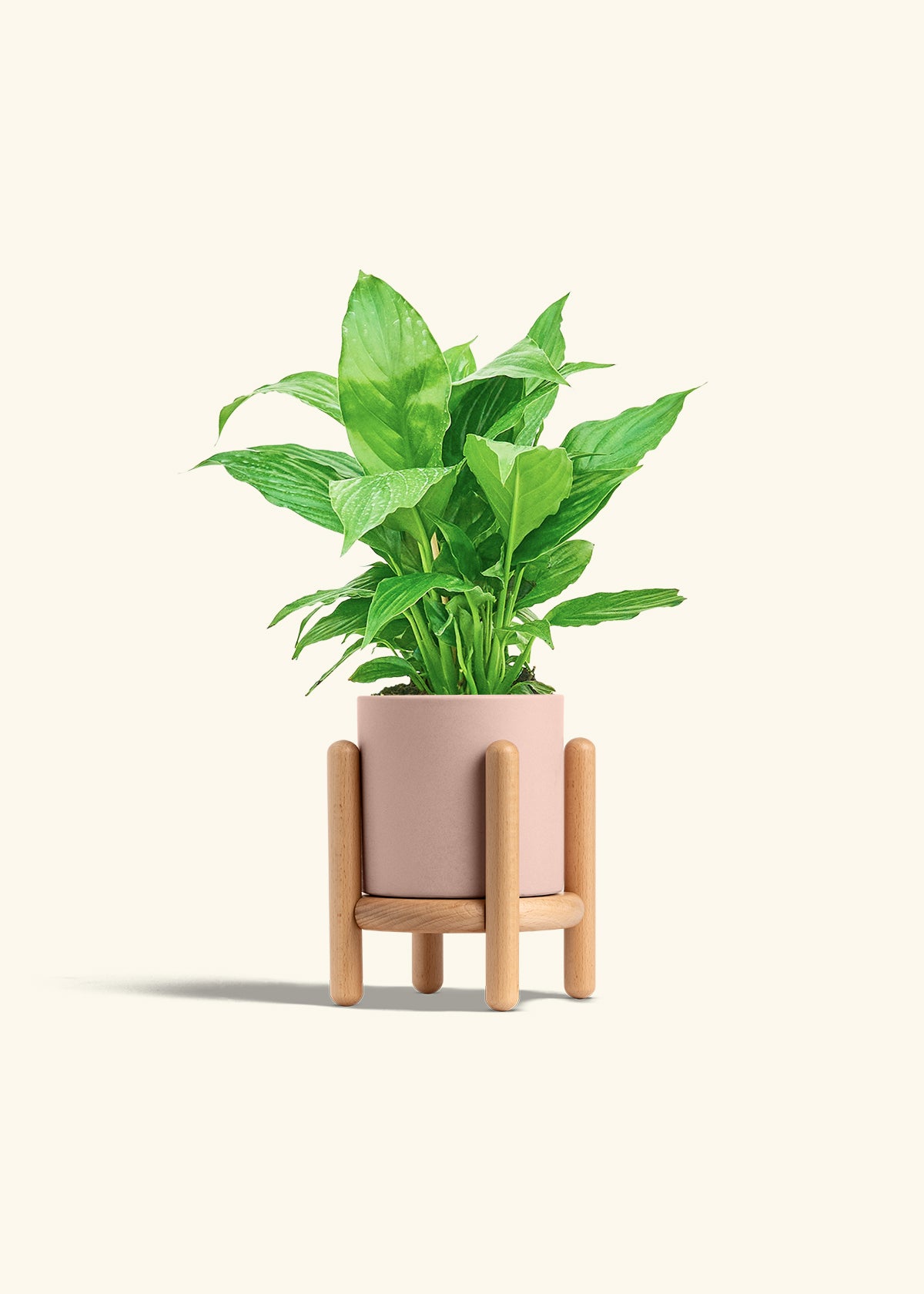 Spath Peace Lily in a 4 inches Pink Classic Cylinder Planter in a Beech Wood Stand