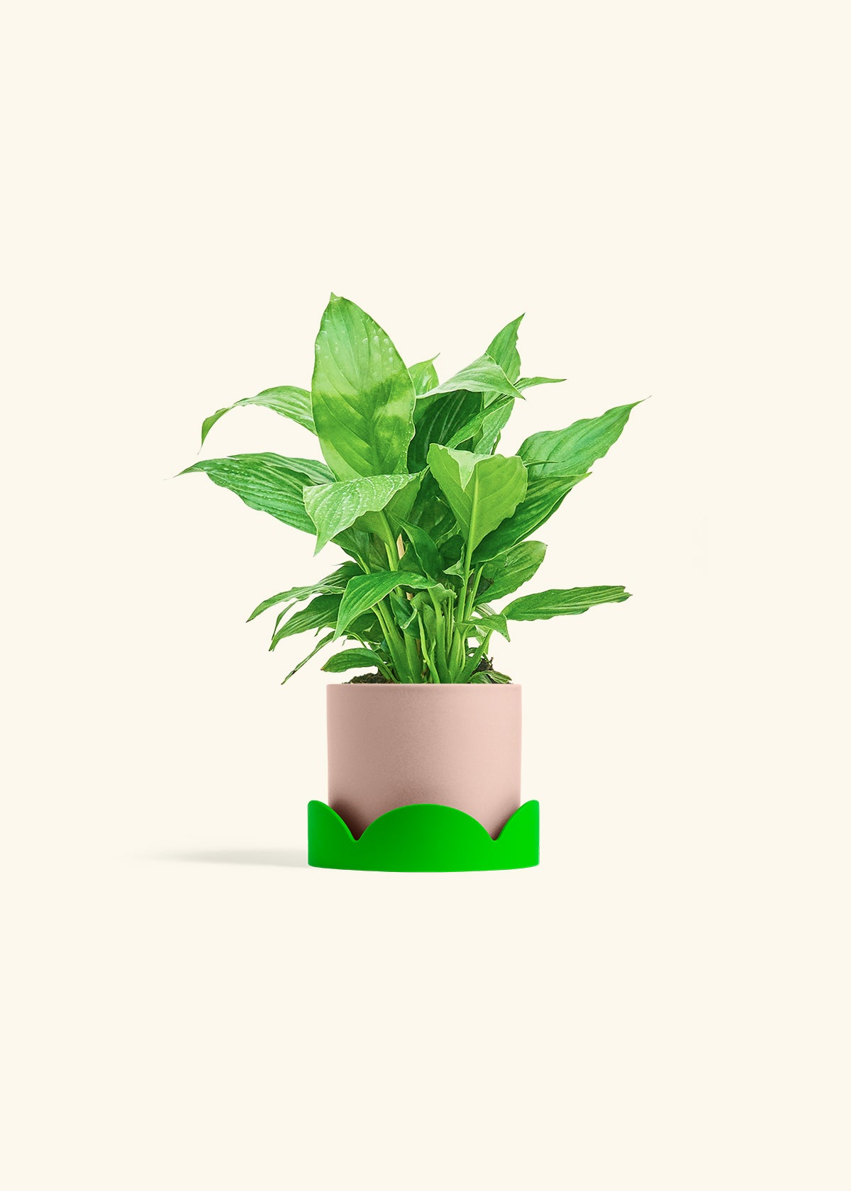Spath Peace Lily in a 4 inches Pink Classic Cylinder Planter in a Shamrock Petal Drip Tray