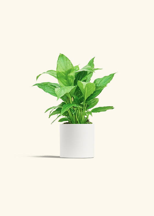 Spath Peace Lily in a 4 inches White Classic Cylinder Planter 