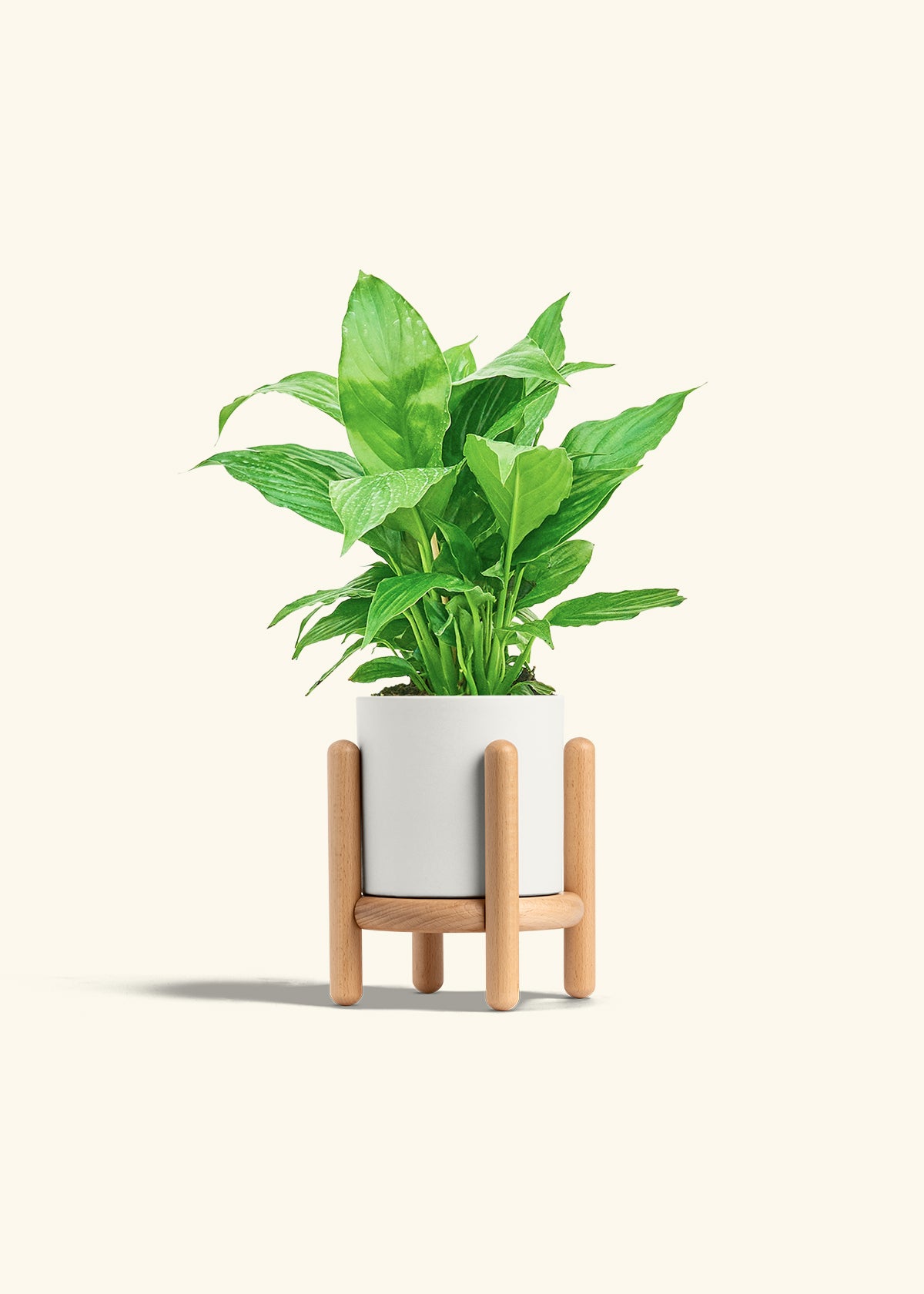Spath Peace Lily in a 4 inches White Classic Cylinder Planter in a Beech Wood Stand