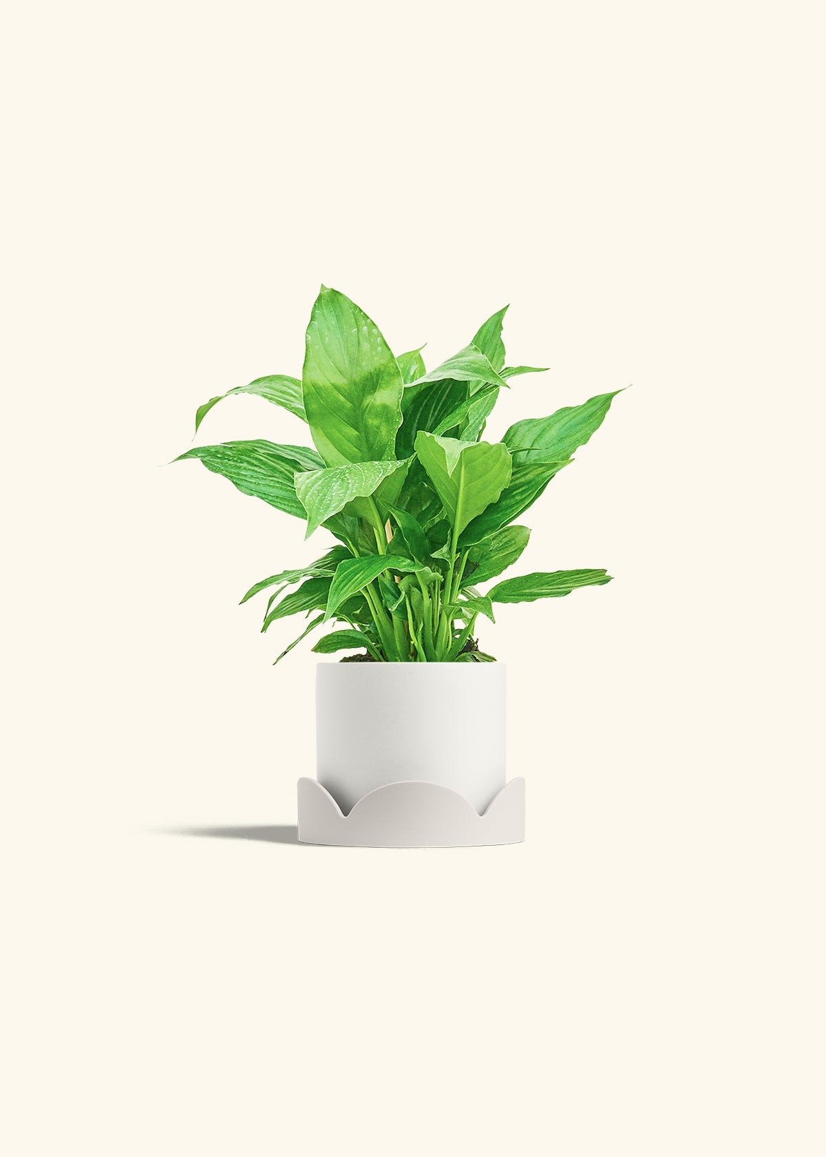 Spath Peace Lily in a 4 inches White Classic Cylinder Planter in a Shamrock Petal Drip Tray