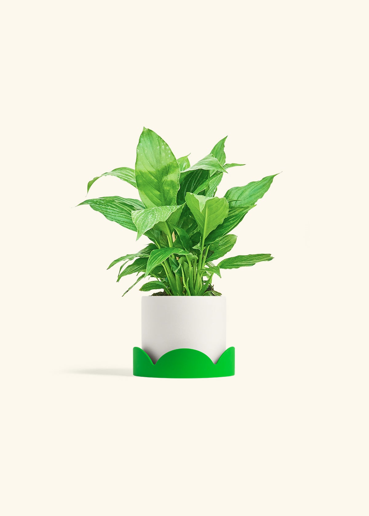 Spath Peace Lily in a 4 inches White Classic Cylinder Planter in a Oat Petal Drip Tray