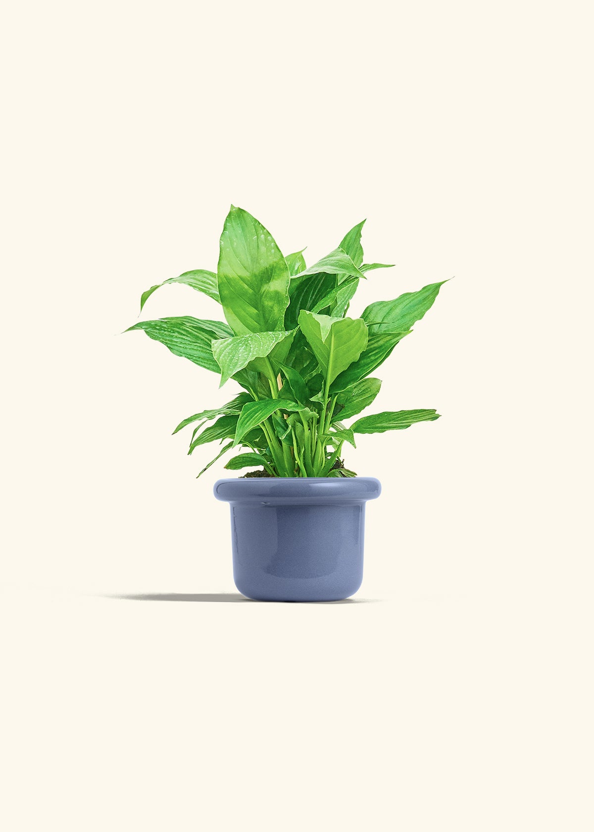 Spath Peace Lily in a 4 inches Fat Lip Blue Planter 