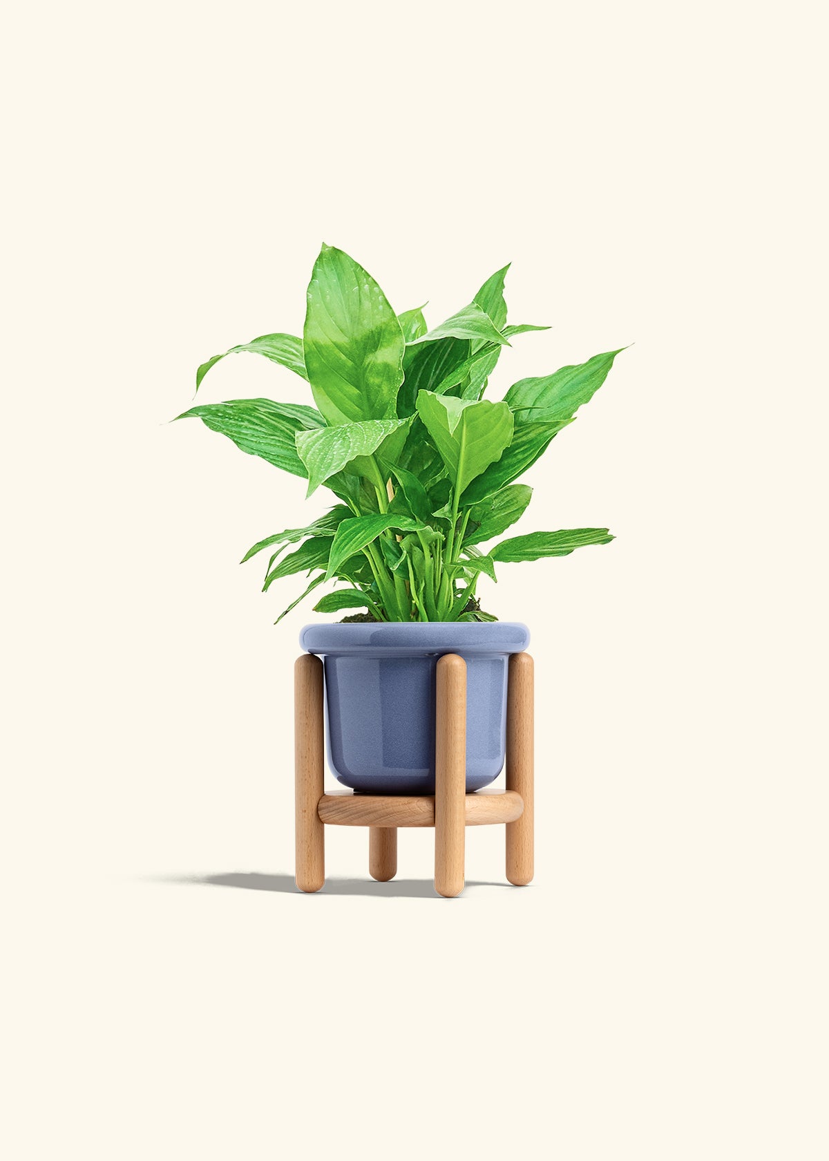 Spath Peace Lily in a 4 inches Fat Lip Blue Planter in a Beech Wood Stand