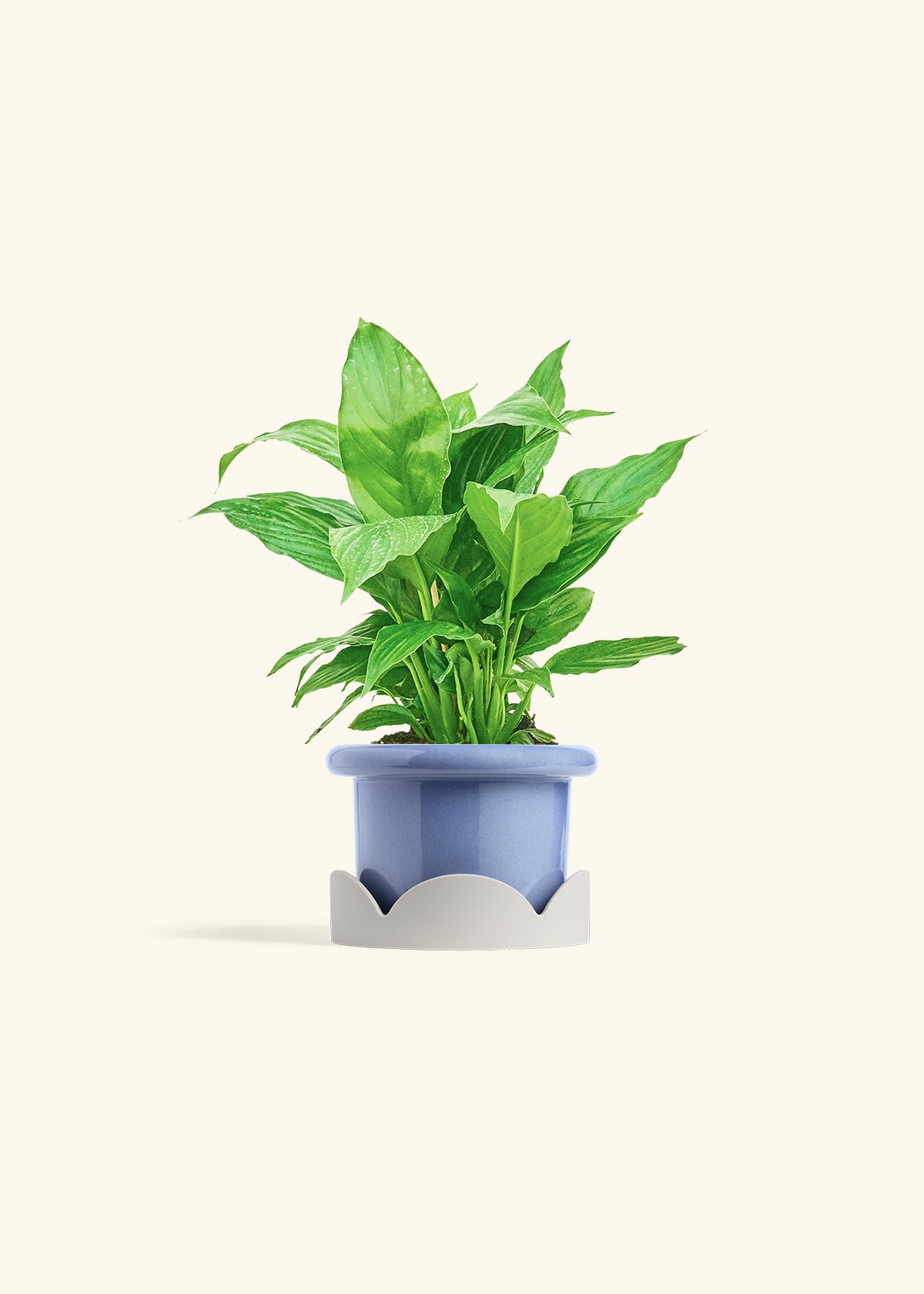 Spath Peace Lily in a 4 inches Fat Lip Blue Planter in a Oat Petal Drip Tray