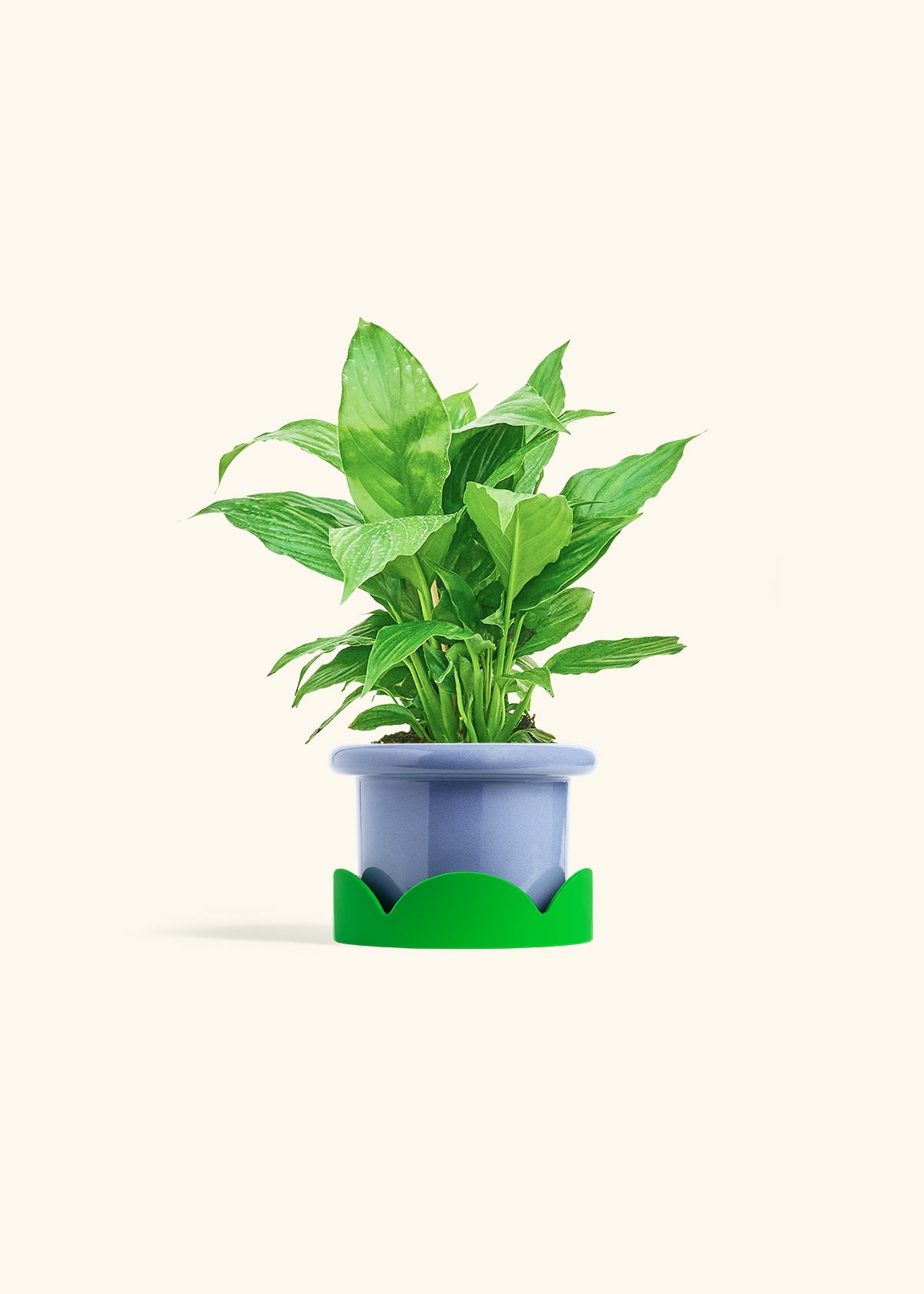 Spath Peace Lily in a 4 inches Fat Lip Blue Planter in a Shamrock Petal Drip Tray