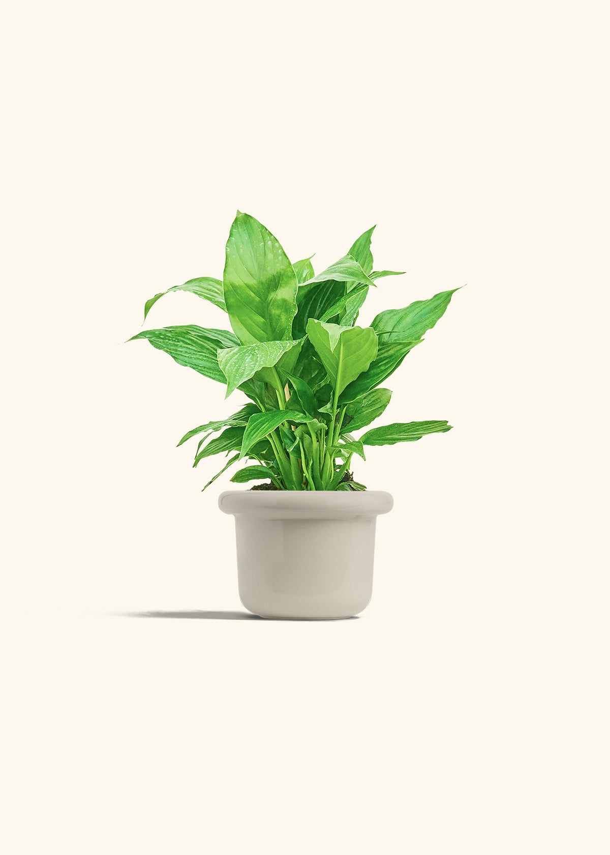 Spath Peace Lily in a 4 inches Fat Lip Oat Planter 