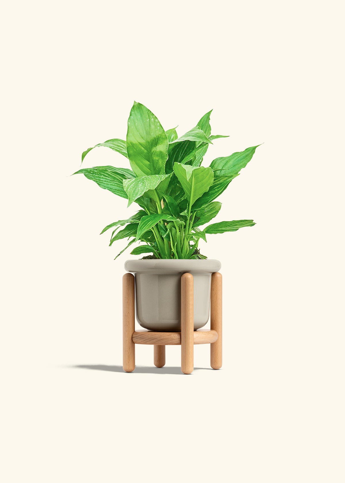 Spath Peace Lily in a 4 inches Fat Lip Oat Planter in a Beech Wood Stand