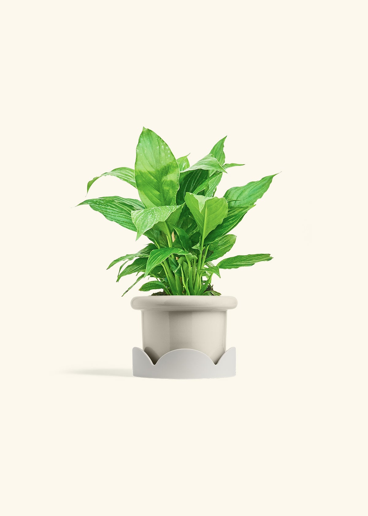 Spath Peace Lily in a 4 inches Fat Lip Oat Planter in a Oat Petal Drip Tray