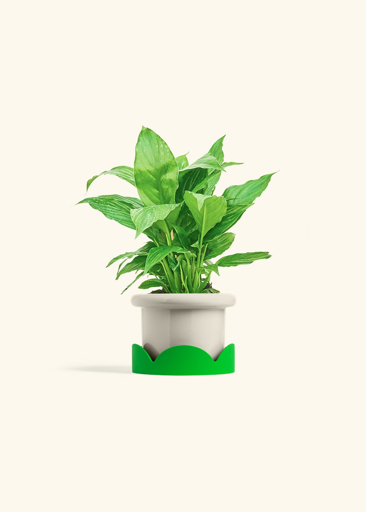 Spath Peace Lily in a 4 inches Fat Lip Oat Planter in a Shamrock Petal Drip Tray