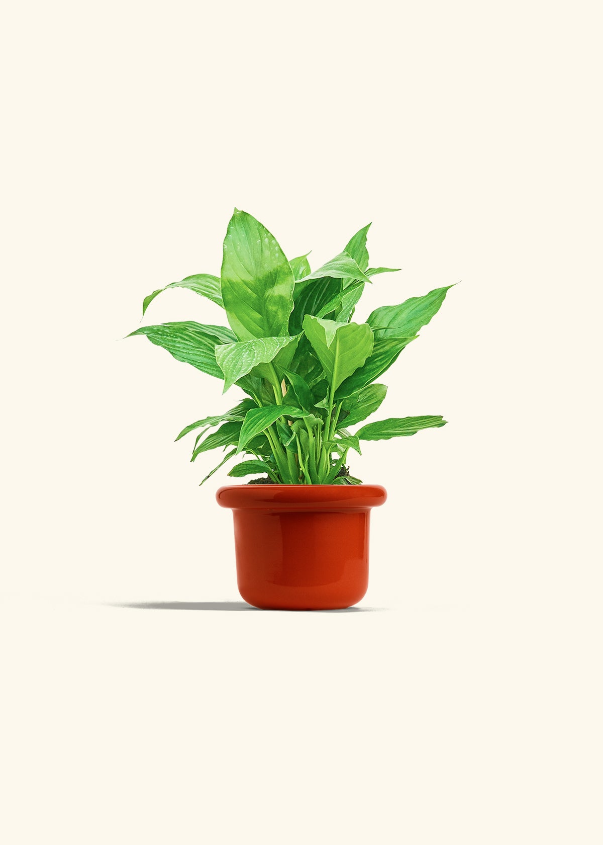 Spath Peace Lily in a 4 inches Fat Lip Red Planter 