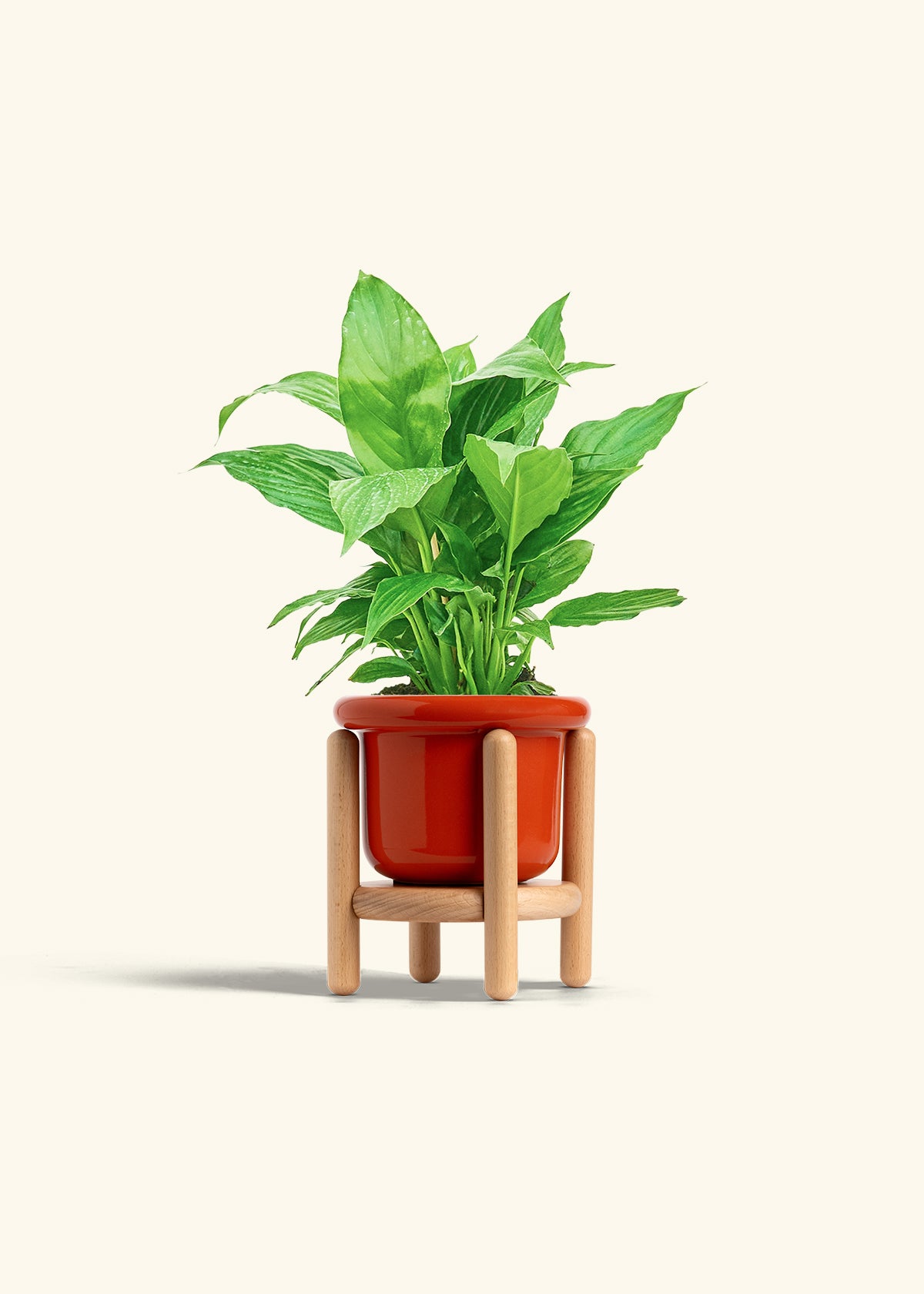 Spath Peace Lily in a 4 inches Fat Lip Red Planter in a Beech Wood Stand