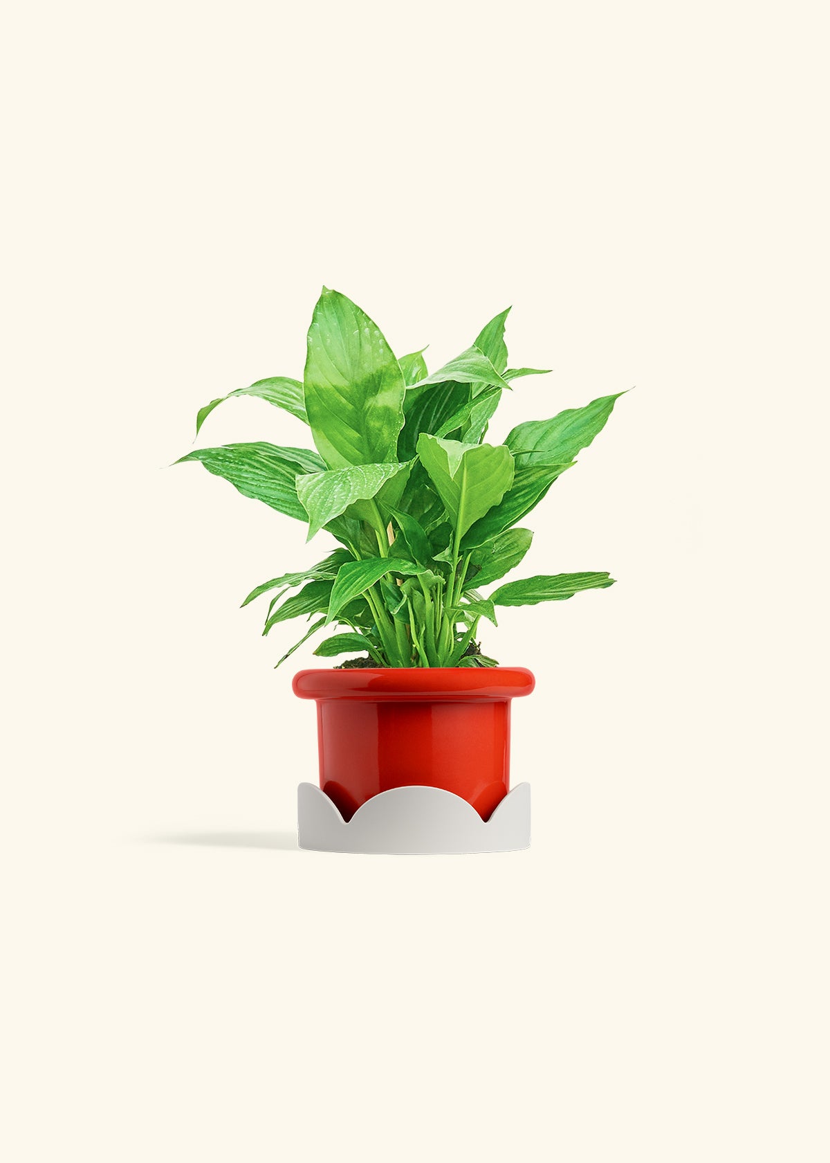 Spath Peace Lily in a 4 inches Fat Lip Red Planter in a Oat Petal Drip Tray