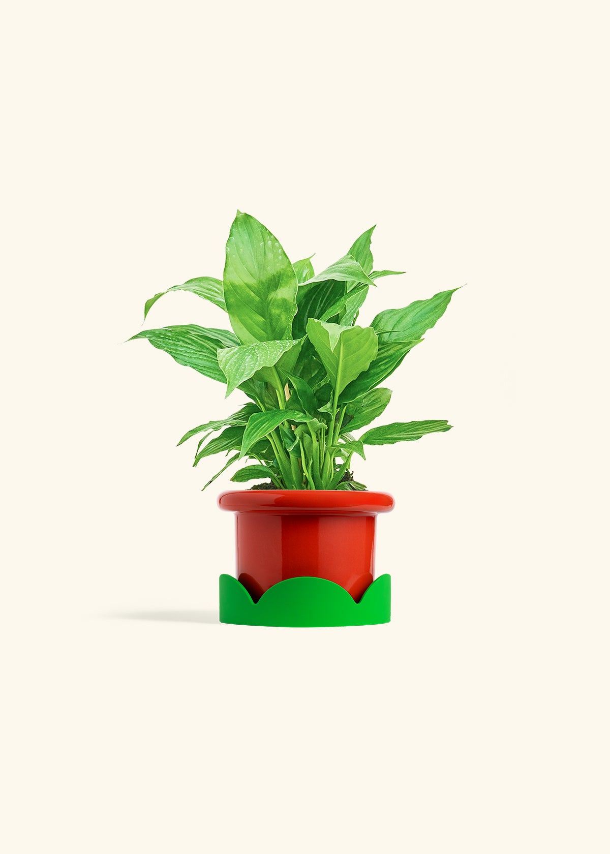 Spath Peace Lily in a 4 inches Fat Lip Red Planter in a Shamrock Petal Drip Tray