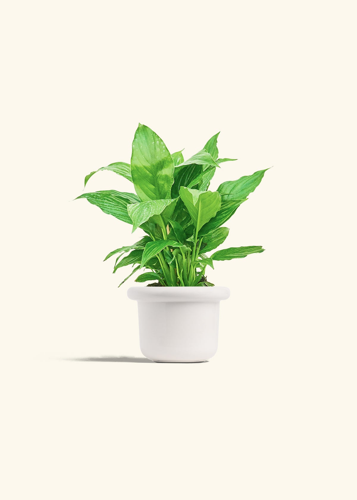 Spath Peace Lily in a 4 inches Fat Lip White Planter 