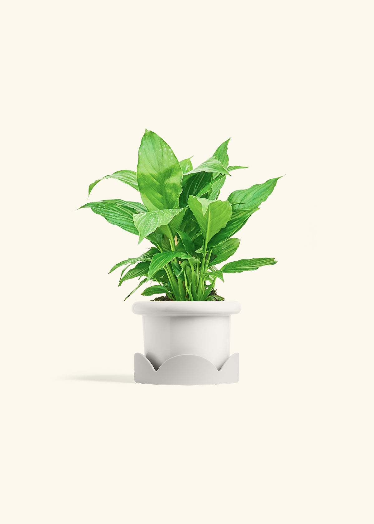 Spath Peace Lily in a 4 inches Fat Lip White Planter in a Oat Petal Drip Tray