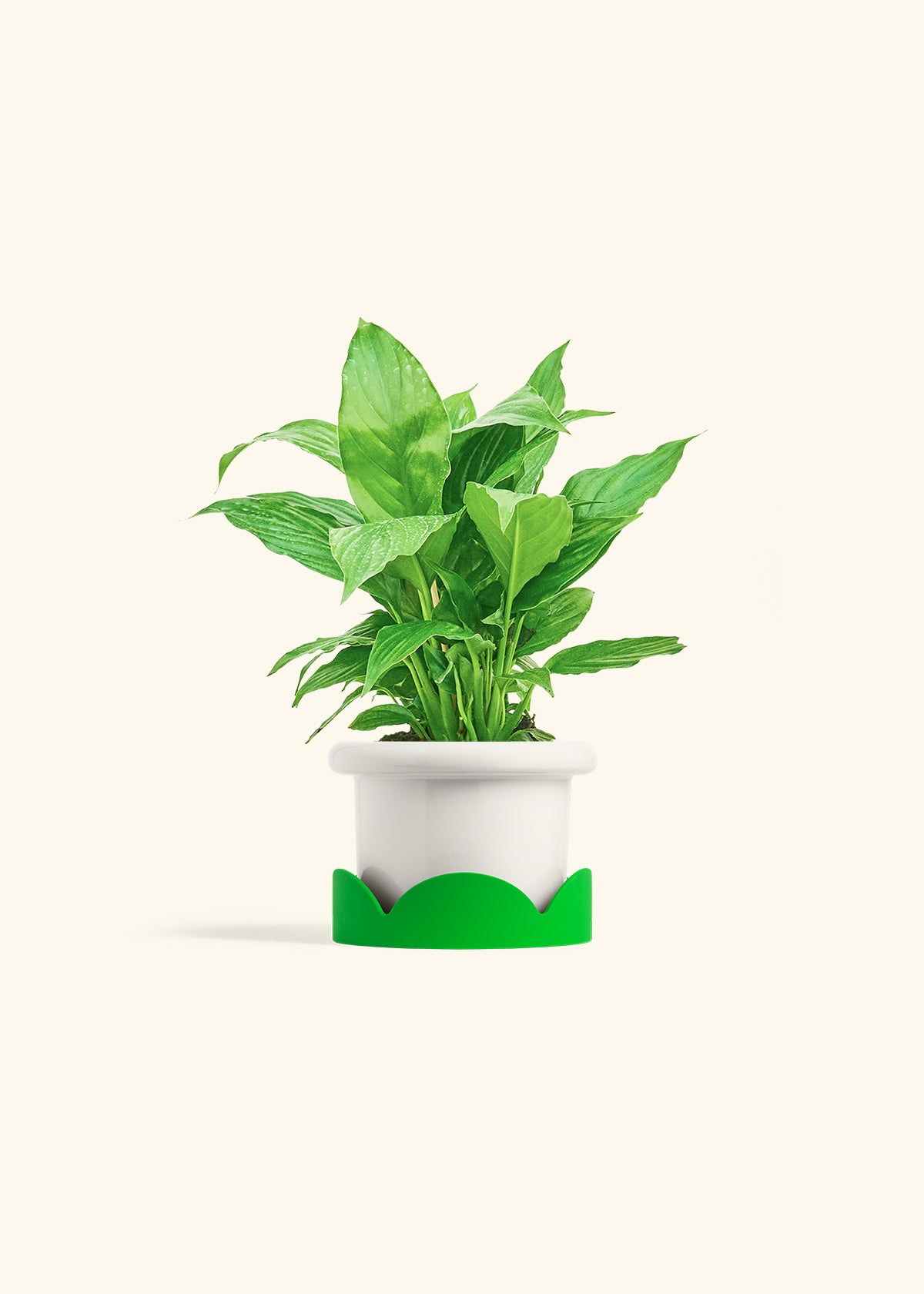 Spath Peace Lily in a 4 inches Fat Lip White Planter in a Shamrock Petal Drip Tray