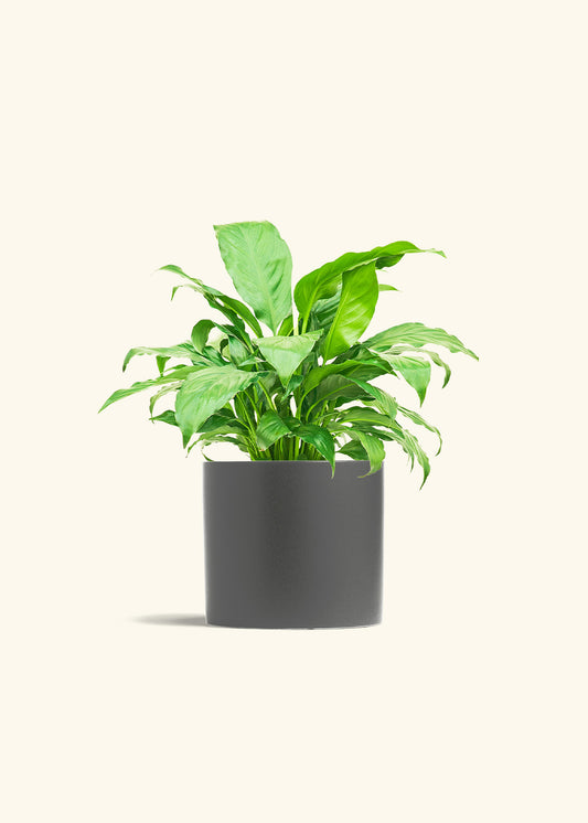 Peace Lily in a 6 inches Charcoal Classic Cylinder Planter 