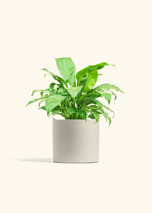 Peace Lily in a 6 inches Oat Classic Cylinder Planter 