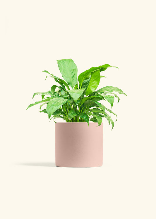 Peace Lily in a 6 inches Pink Classic Cylinder Planter 