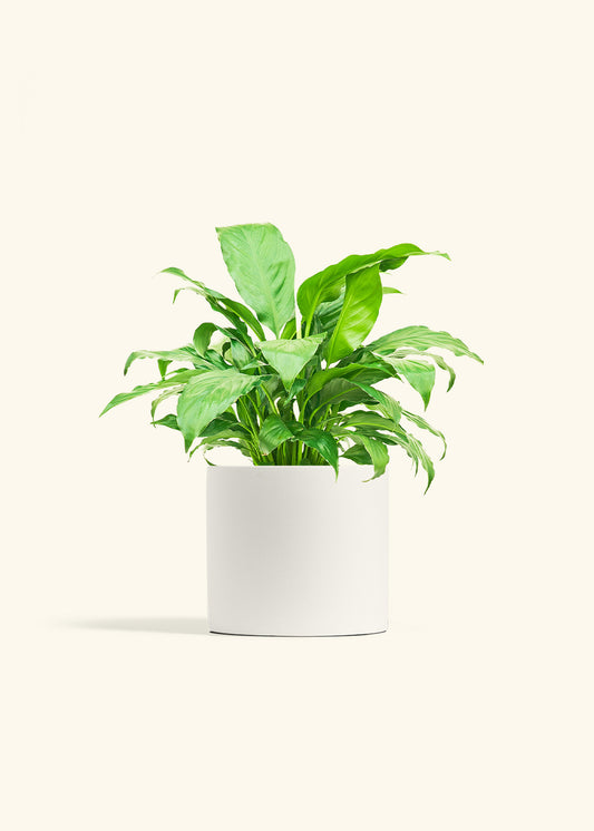 Peace Lily in a 6 inches White Classic Cylinder Planter 