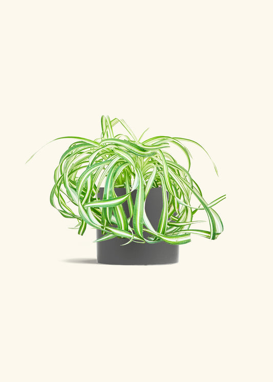 Spider Plant 'Bonnie', Medium