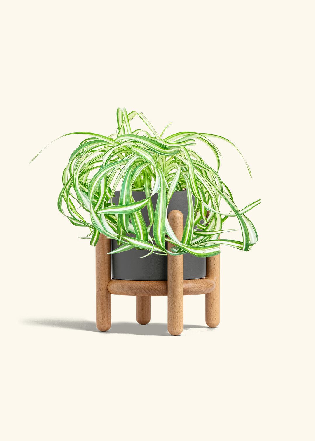 Spider Plant 'Bonnie'