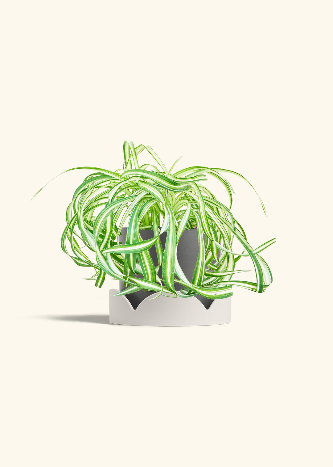 Spider Plant 'Bonnie'