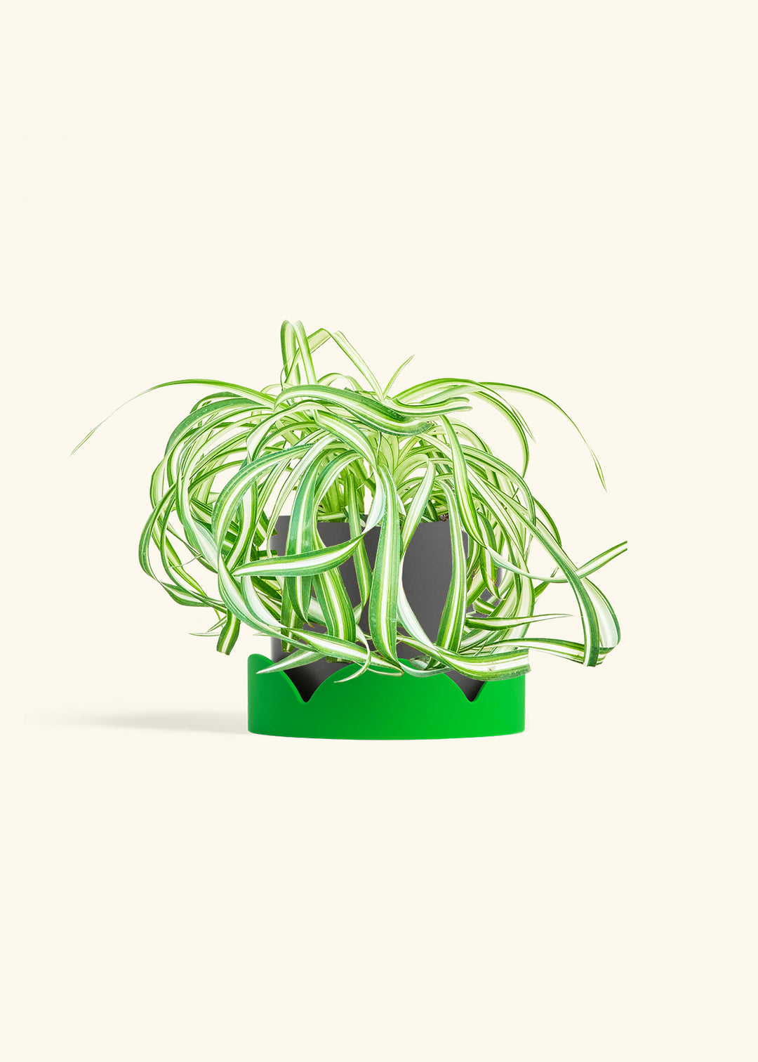 Spider Plant 'Bonnie'