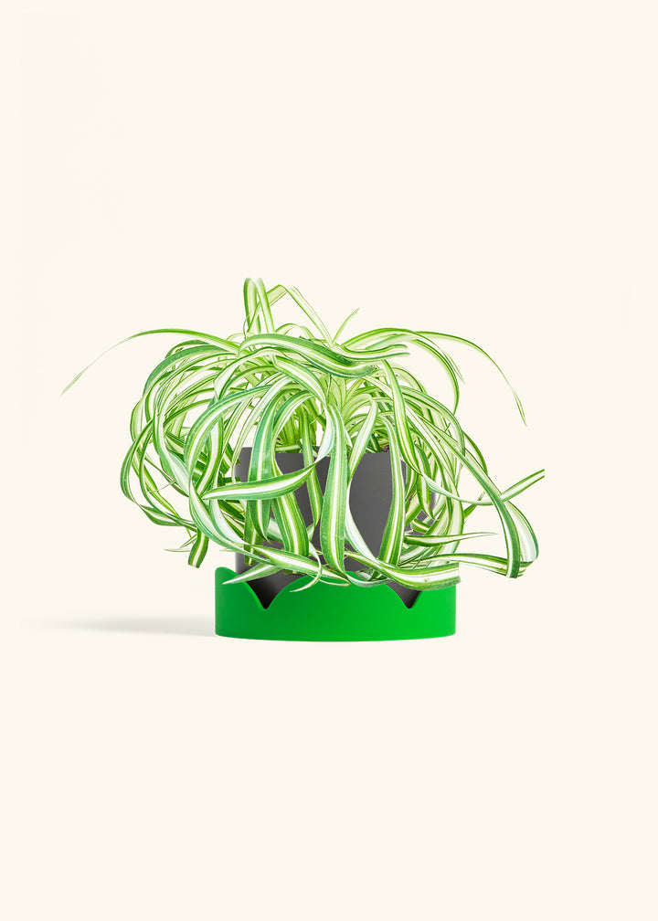 Spider Plant 'Bonnie'